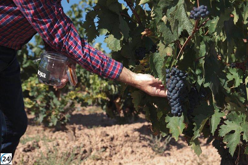 Cooperativas consternadas por destrozos en Francia al derramarse un camión con 25.000 litros de vino.
