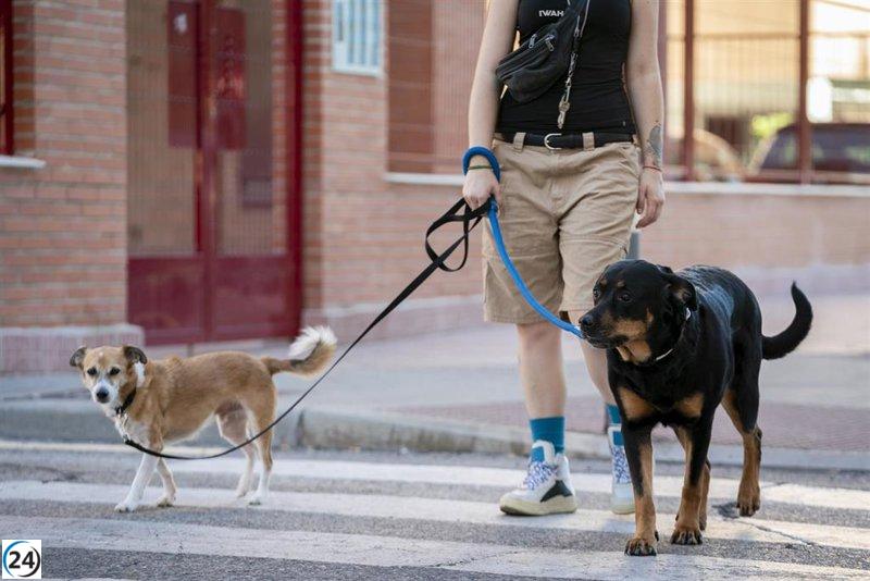 Compromís propone bajar el IVA de los servicios veterinarios al 10% para combatir el abandono de animales.