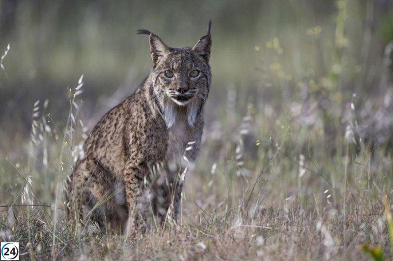 Trágico accidente en la A-474: dos linces ibéricos fallecen atropellados en Benacazón.