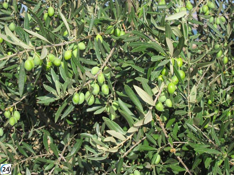 Aumenta el precio del aceite de oliva virgen extra en supermercados a pesar de la baja en el precio de origen.