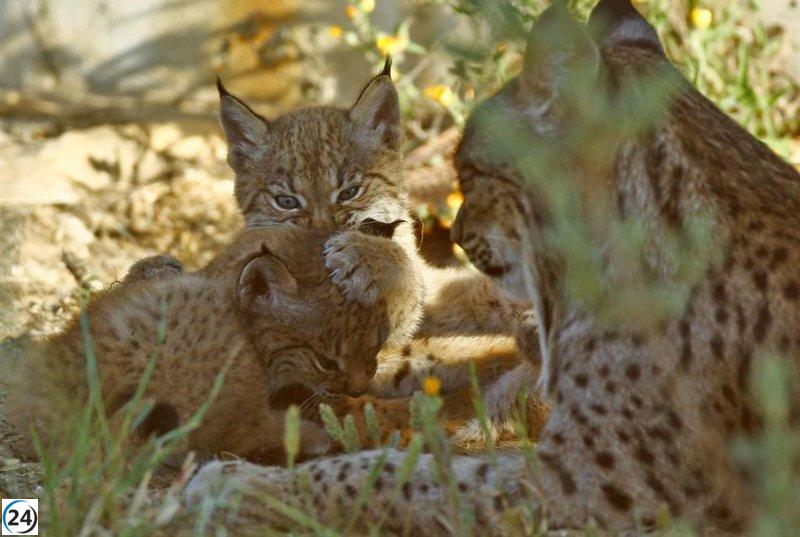 El lince ibérico se recupera con éxito: supera los 2.000 ejemplares y deja atrás la extinción.