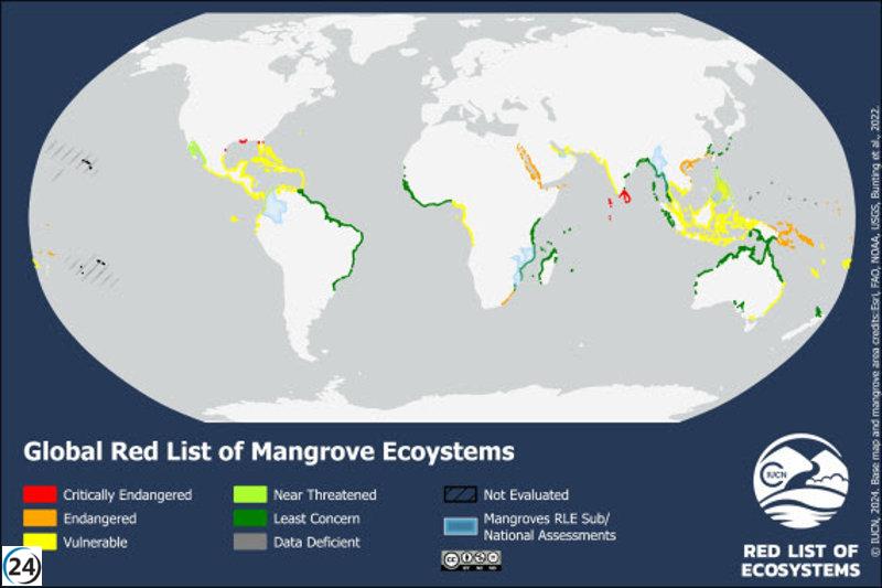 El riesgo de colapso de los manglares para 2050 es alarmante, advierte la UICN