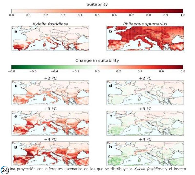 El cambio climático impulsa la propagación de bacteria destructora de olivos en el Mediterráneo, revela investigación.