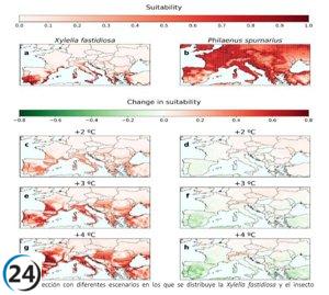 El cambio climático impulsa la propagación de bacteria destructora de olivos en el Mediterráneo, revela investigación.