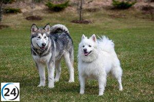 Propuesta de PACMA: Fuentes para perros y refugios climáticos en parques de grandes municipios.