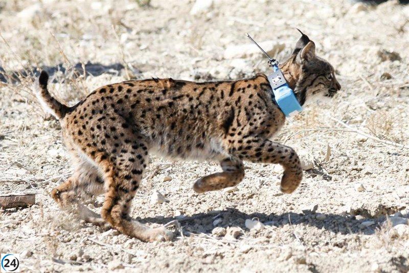 El lince ibérico avanza hacia la recuperación: de especie en peligro a 