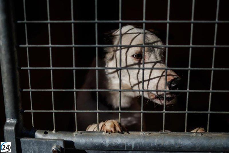 PACMA denuncia la supresión del IVA del aceite de oliva mientras se olvida del gasto veterinario.