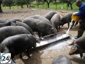 España expresa inquietud ante investigación china sobre porcino europeo en Bruselas