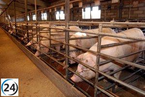 El sector porcino europeo en peligro por la disputa comercial con China