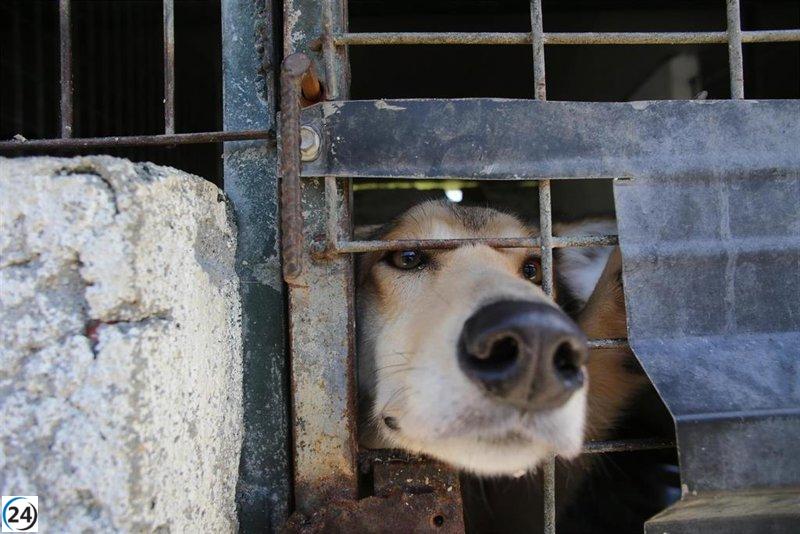 PACMA alerta de un grave retroceso en la protección animal con la Ley de Bienestar Animal vigente