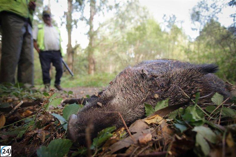 Llamado a la caza ética de jabalíes en Madrid: discrepancia entre cazadores y PACMA