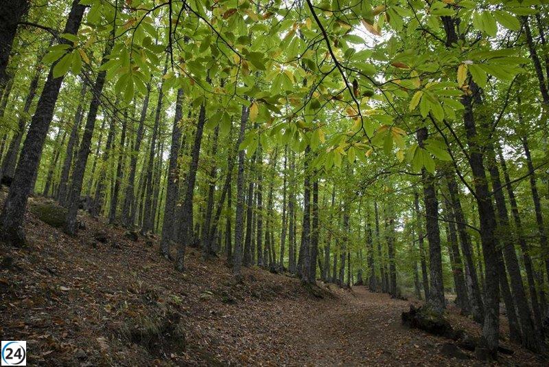 La UE retrasa un año la prohibición de productos que contribuyen a la deforestación.