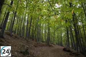 La UE retrasa un año la prohibición de productos que contribuyen a la deforestación.