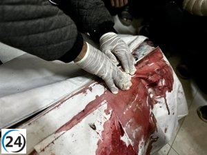 Nueve vidas perdidas en Gaza en las últimas 48 horas, según reportes oficiales.