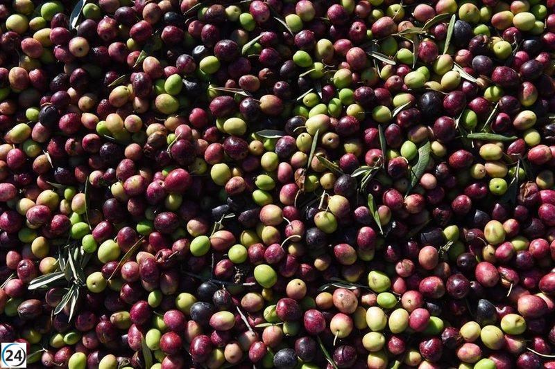 Dcoop registra un notable aumento del 43,8% en sus exportaciones en 2024 gracias a la creciente demanda de aceite en EE.UU. e Italia.