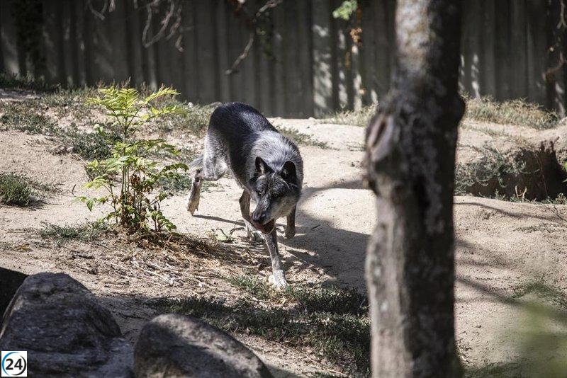 PACMA organiza protestas a nivel nacional este fin de semana para defender la supervivencia del lobo ibérico.