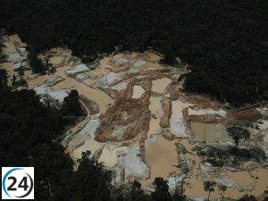 Greenpeace revela que la minería ilegal de oro devastó más de 4.000 hectáreas de la Amazonía en 2023 y 2024.