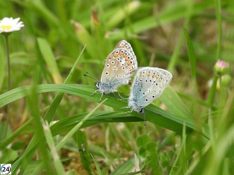 Falta de especialistas limita el estudio de la biodiversidad insectil en España, alerta la URJC.