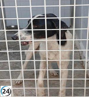 Melilla detecta otro caso de rabia en un perro en la frontera con Marruecos.