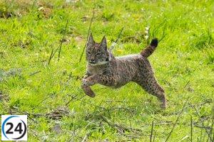 LES PRE: Protegiendo al lince, al oso y al lobo mediante la inclusión de especies en su lista
