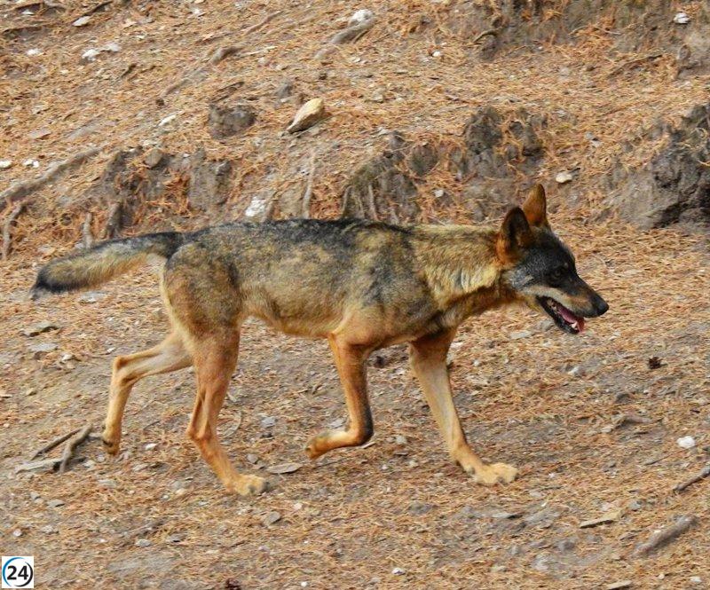 Ecologistas en Acción presenta recurso contra la caza de 41 lobos en Cantabria.