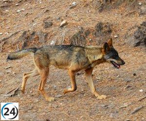 Ecologistas en Acción presenta recurso contra la caza de 41 lobos en Cantabria.