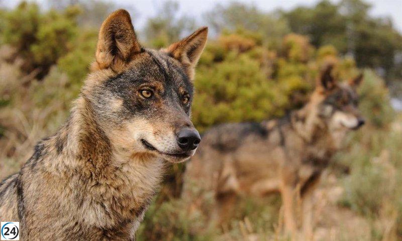ASCEL interpone acción legal contra el Gobierno de Cantabria por la protección del lobo y buscará respaldo constitucional.