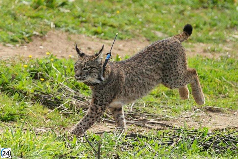 El lince ibérico alcanza un histórico censo de 2.401 ejemplares en 2024.