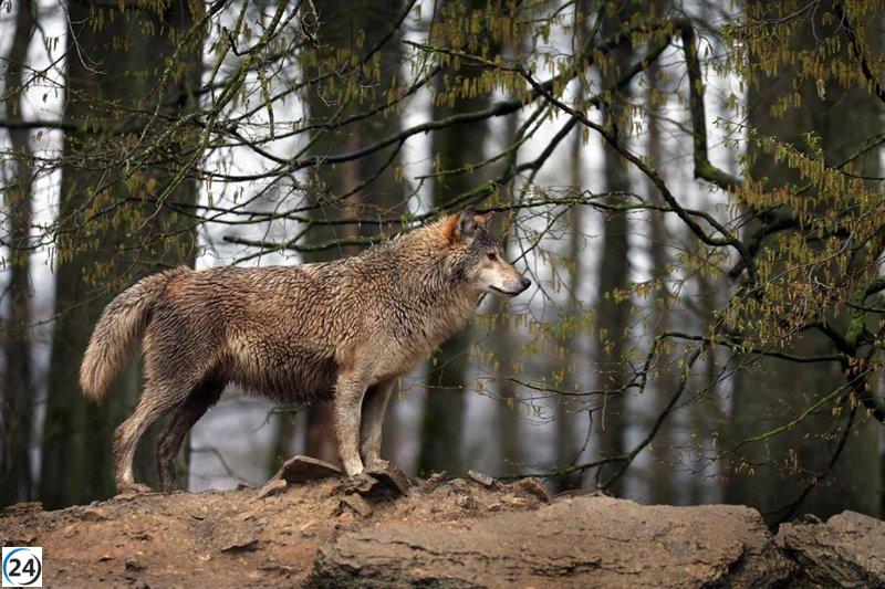 PACMA insta a Sánchez a presentar un recurso contra la caza del lobo por inconstitucionalidad.