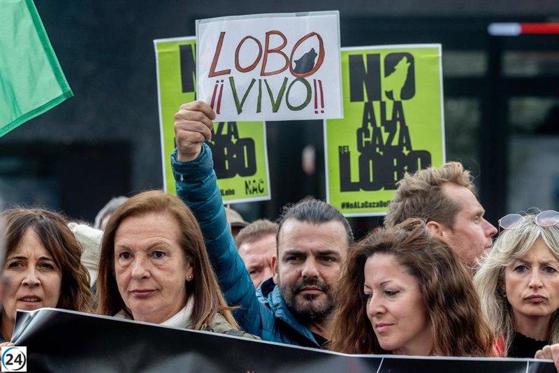 Cien colectivos marchan en Madrid el domingo por la salvaguarda del lobo ibérico.