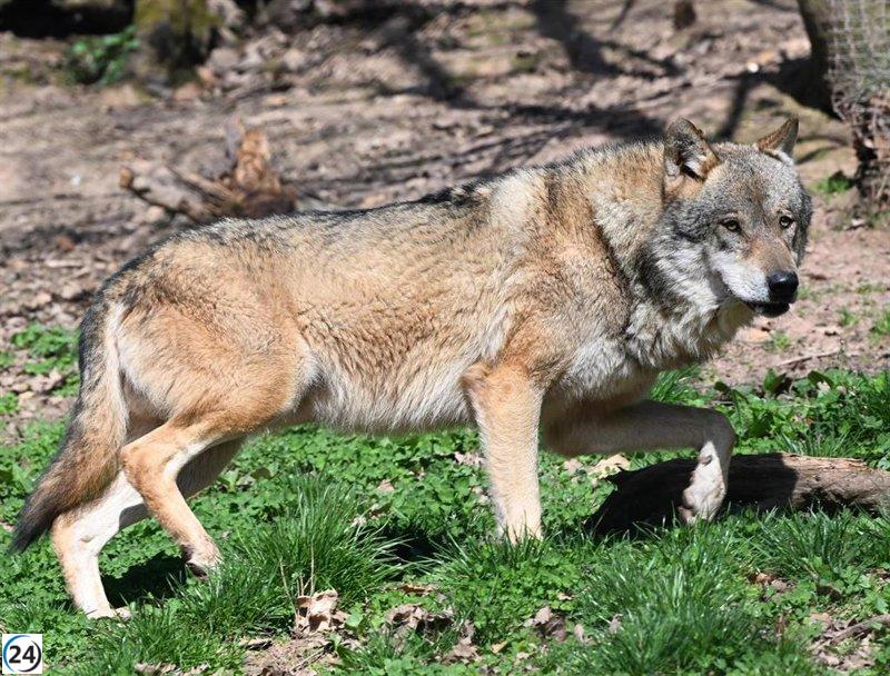 El MITECO organiza nueva reunión sobre el lobo el 11 de julio, tras la solicitud de 11 comunidades del PP y una tensa discusión anterior.