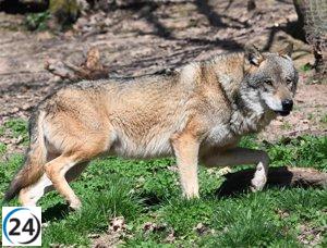 El MITECO organiza nueva reunión sobre el lobo el 11 de julio, tras la solicitud de 11 comunidades del PP y una tensa discusión anterior.