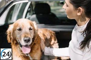 La Fundación RACE solicita normativas para el transporte seguro de mascotas en automóviles.