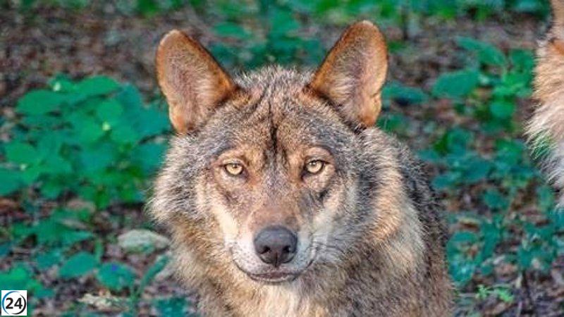 Censo revela que España cuenta con 333 manadas de lobos, un aumento del 12% desde 2014, aunque aún lejos de las 500 necesarias para su sustentabilidad.