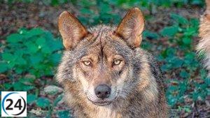 Censo revela que España cuenta con 333 manadas de lobos, un aumento del 12% desde 2014, aunque aún lejos de las 500 necesarias para su sustentabilidad.