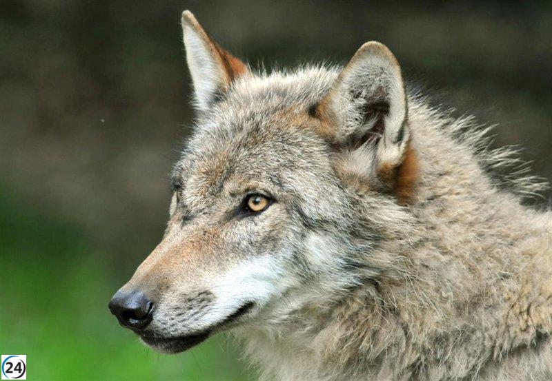 Ecologistas exigen la reintegración del lobo al LESPRE: 