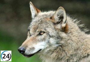 Ecologistas exigen la reintegración del lobo al LESPRE: 
