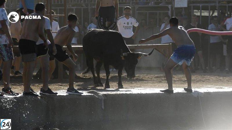 PACMA y PETA lanzarán un mensaje en el cielo de Dénia contra los 'bous a la mar' este domingo.