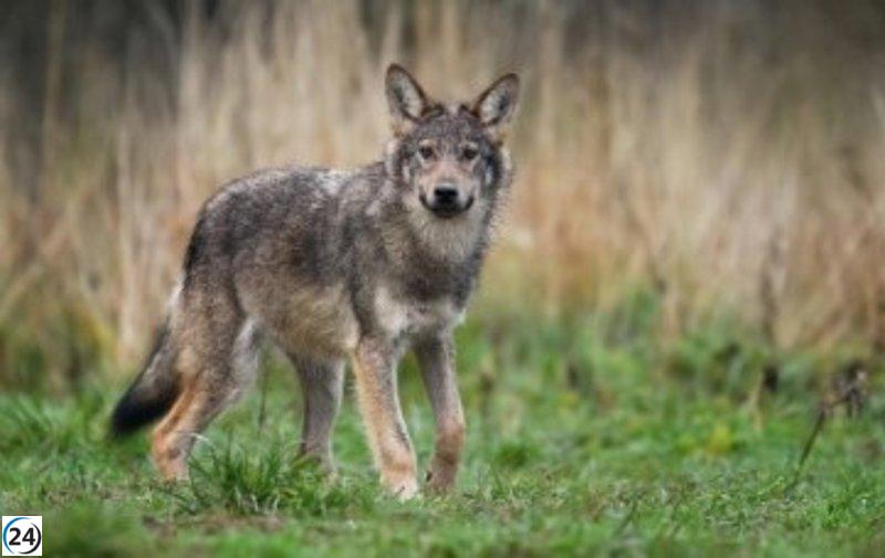 Catorce comunidades autónomas reclaman una reunión urgente para tratar la problemática del lobo.