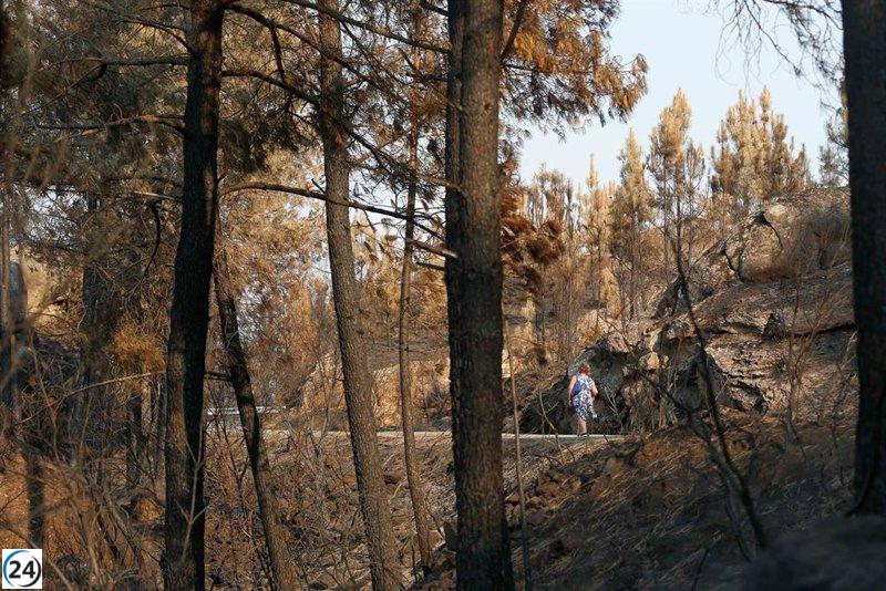 Utilizar biomasa podría disminuir las áreas afectadas por incendios en un 60%, afirma AEFECC.