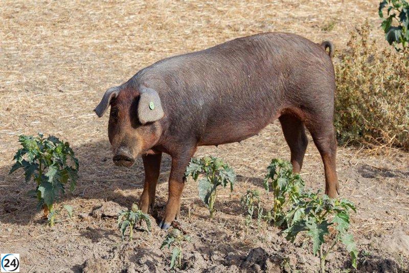España y la OMSA unen esfuerzos para combatir la peste porcina africana.