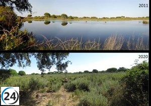 Doñana en estado crítico: más de la mitad de sus lagunas han desaparecido.
