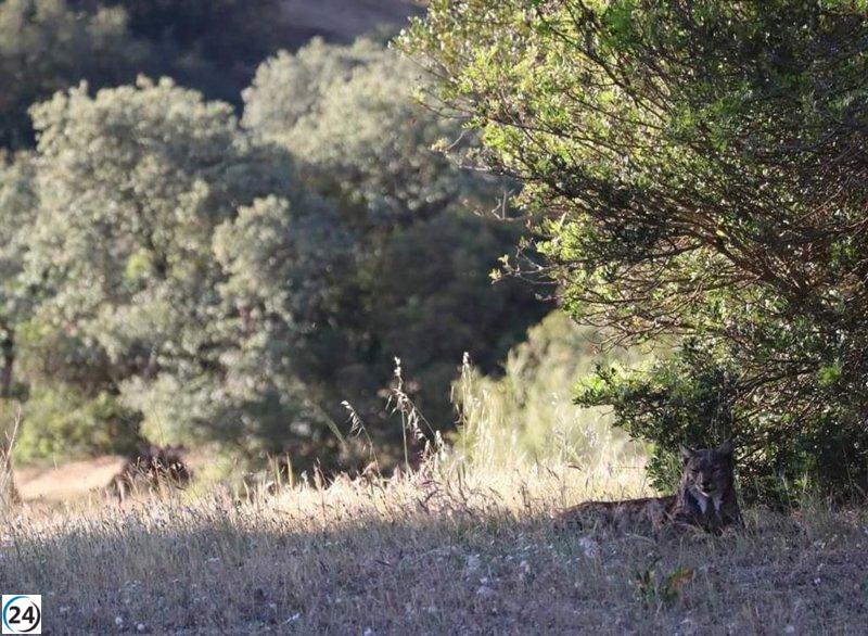 El lince ibérico corre peligro por falta de conejos de monte.