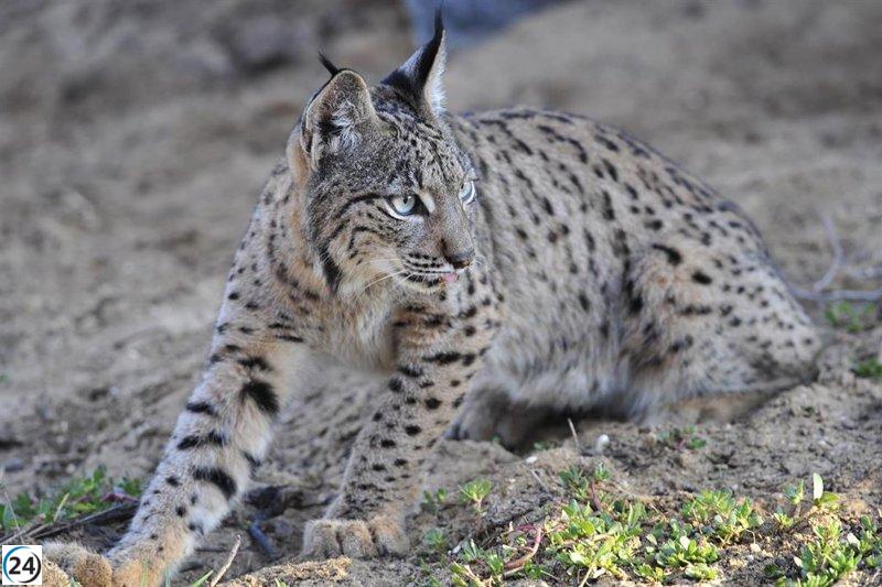 El número de linces en la Península aumenta en 300 y se acerca a los 1.700.