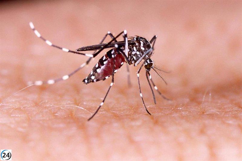 El número de casos de dengue en Bangladesh alcanza su máximo este año.