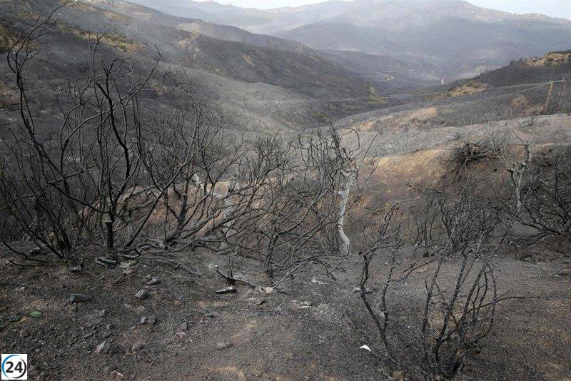 Doce detenidos en Argelia por incendios mortales: al menos 40 víctimas