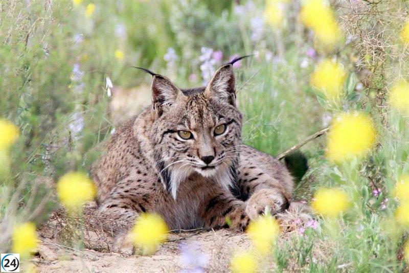 Muerte de dos linces ibéricos en carreteras de Toledo en última semana, informan Ecologistas.