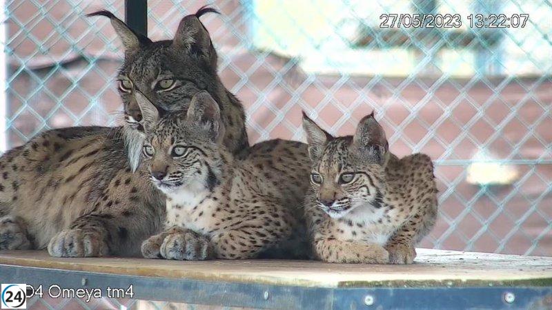 Las crías de lince ibérico de Granadilla ya tienen nombre, algunos seleccionados en redes sociales.