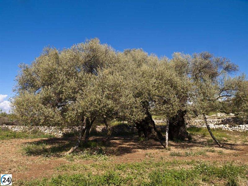 El precio del aceite de oliva se dispara un 45% en agosto en supermercados, según soysuper.com.
