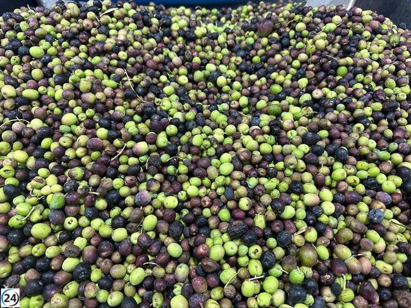 Comienza el juicio en la Audiencia Nacional contra una red que adulteraba aceite de oliva para fines lucrativos